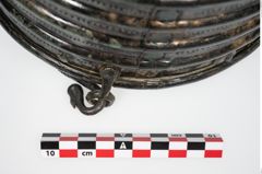 Foto von Bronzerippenziste (NHMW-PRAE-025670)